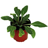 Los mejores  - Mandrágora 10cm Planta Natural Mandragora Autumnalis